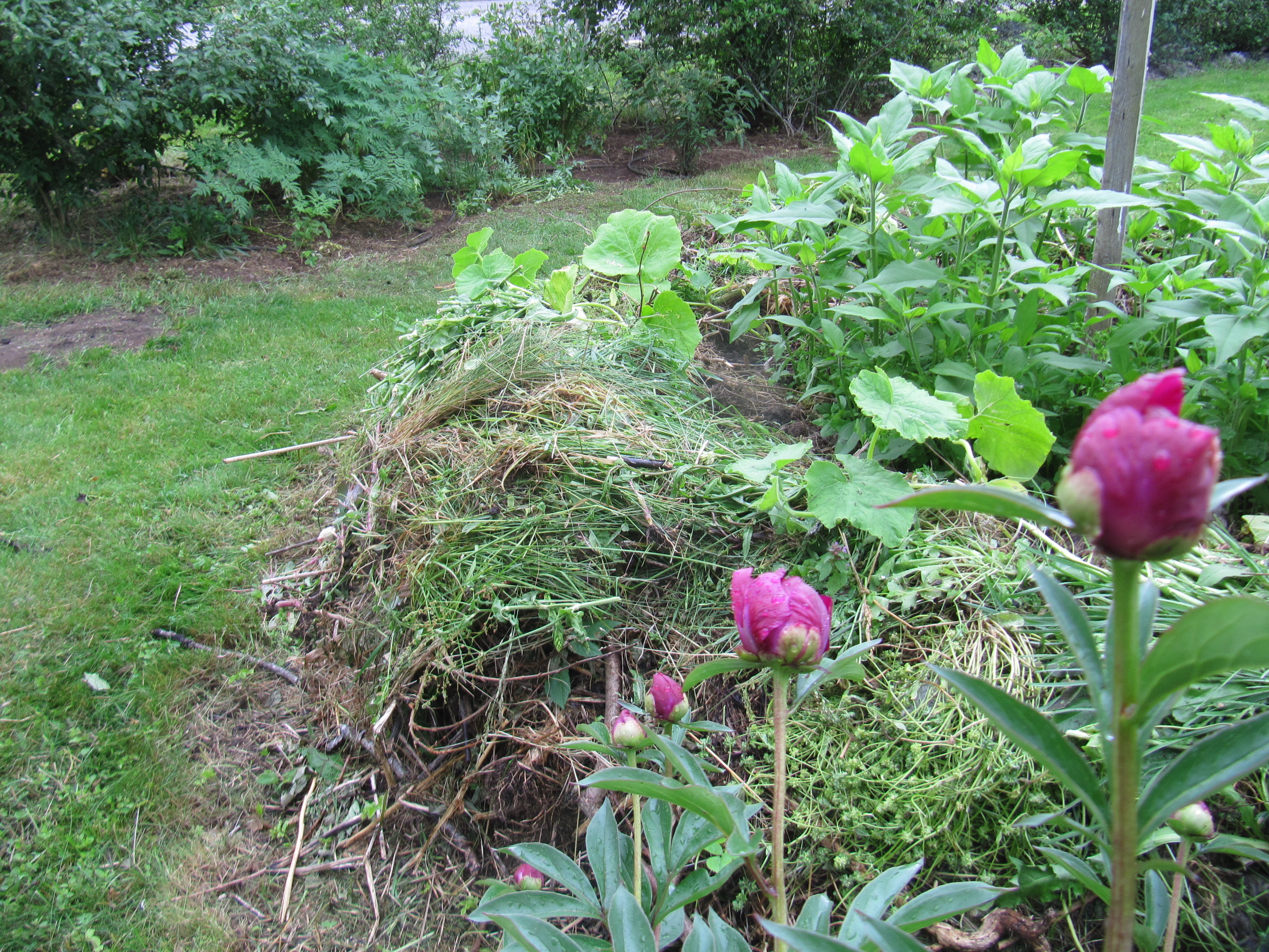 Det går att mata en kompostlimpa även när plantorna är på plats.